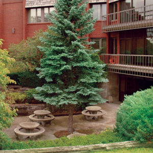 recovery and rehab - large tree in front of living quarters
